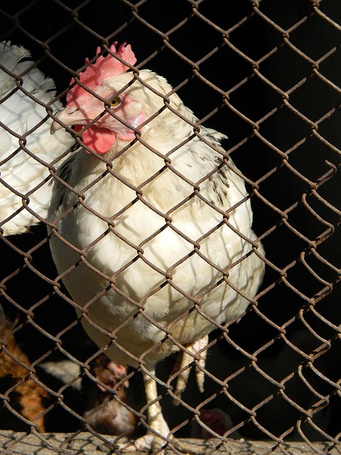 杜兰特一直 杜兰特一直