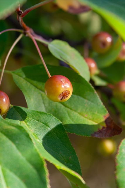 为皇马未来 为皇马未来